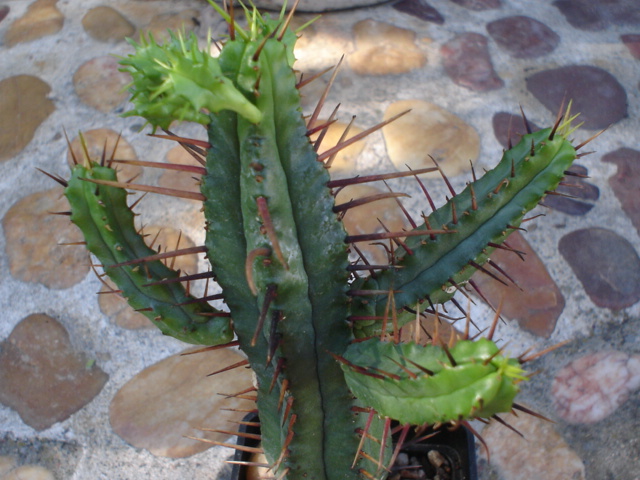 Euphorbia enopla.JPG