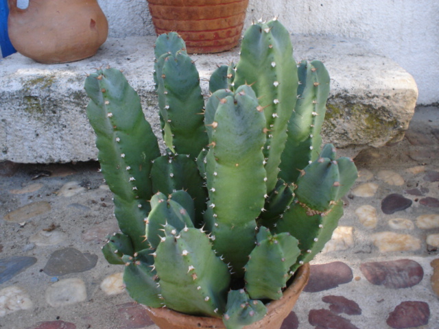 Euphorbia resinifera.JPG
