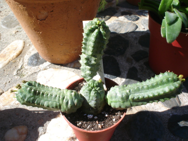 Euphorbia pseudoglobosa.JPG