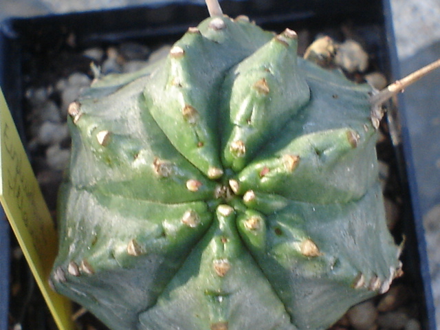 Euphorbia pillansi.JPG