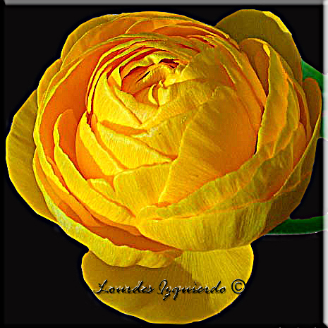11.Ranunculo amarillo.jpg
