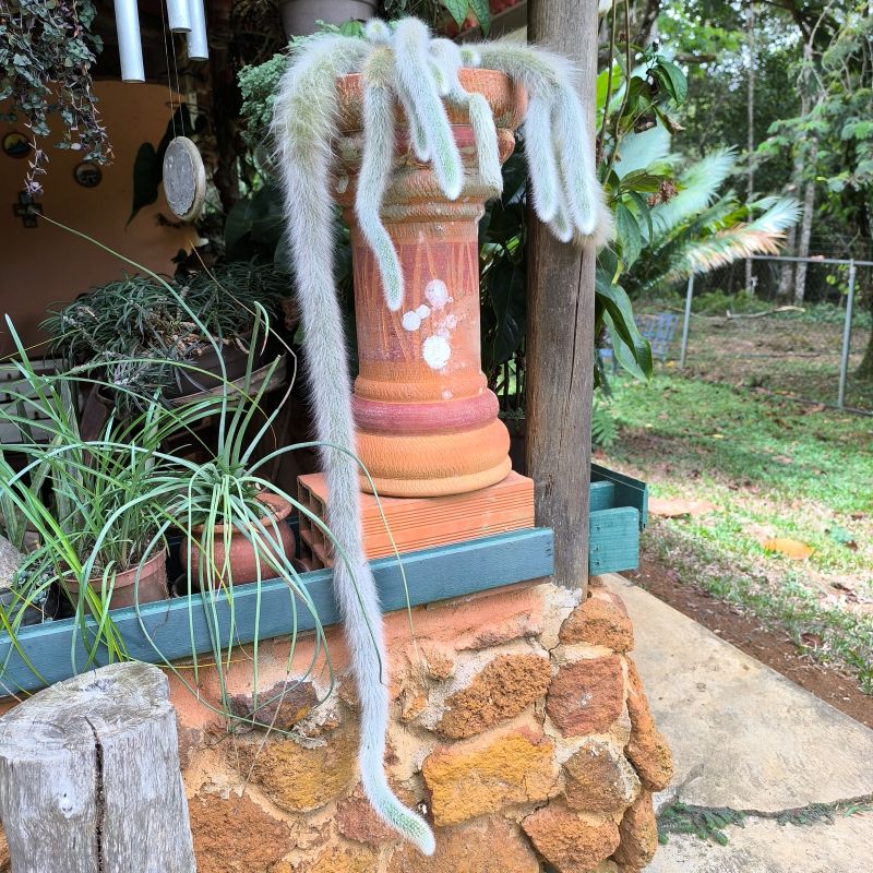 Cleistocactus winteri ssp colademononis