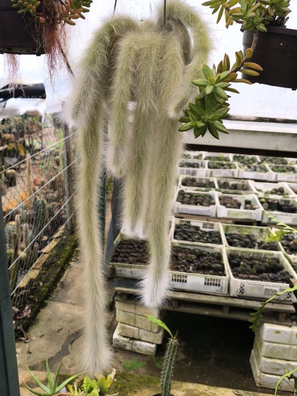 Cleistocactus winteri ssp colademononis