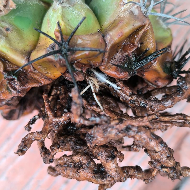 Melocactus caesius ssp curvispinus