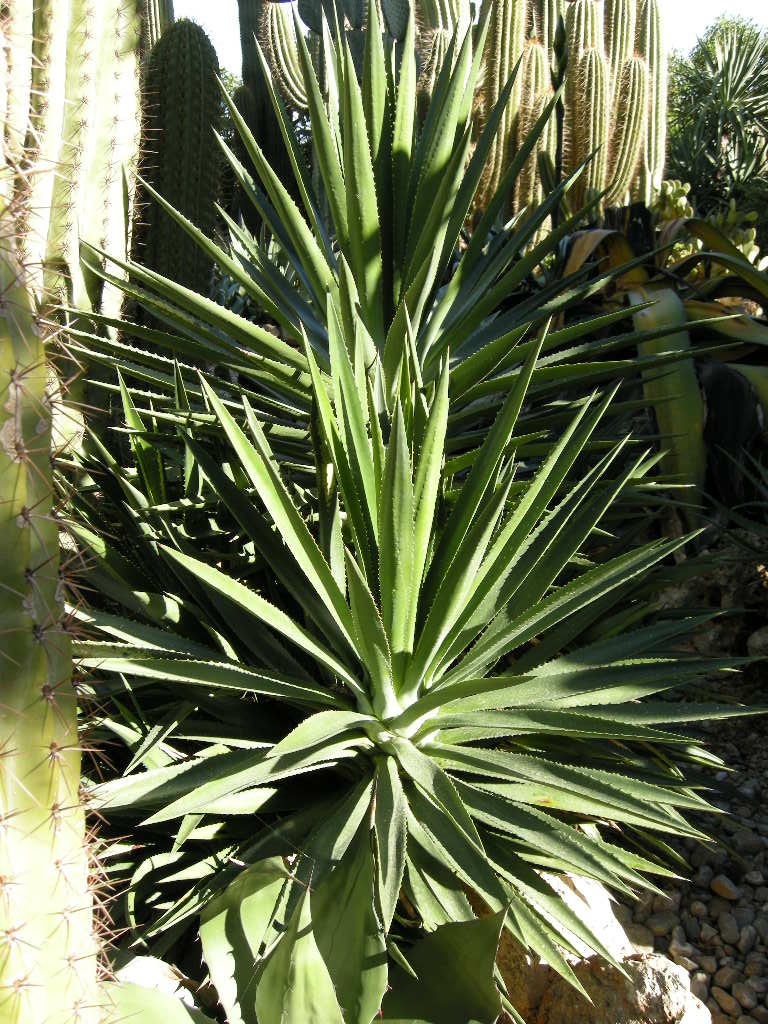 A. decipiens