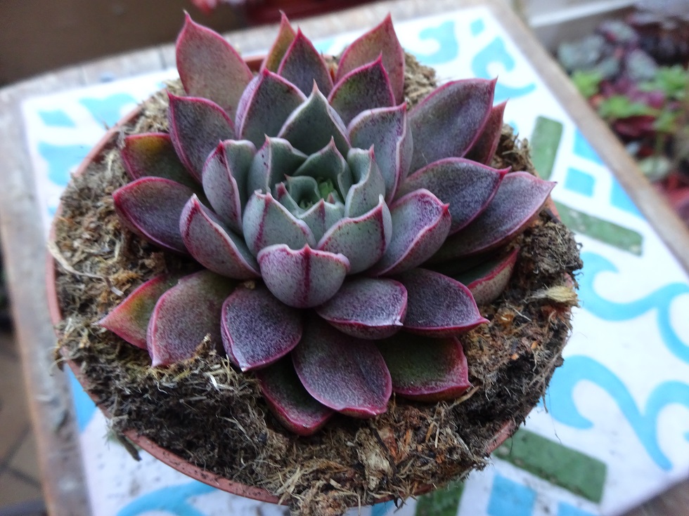 Echeveria Punita( E.purpusorum x E. diffractens).JPG
