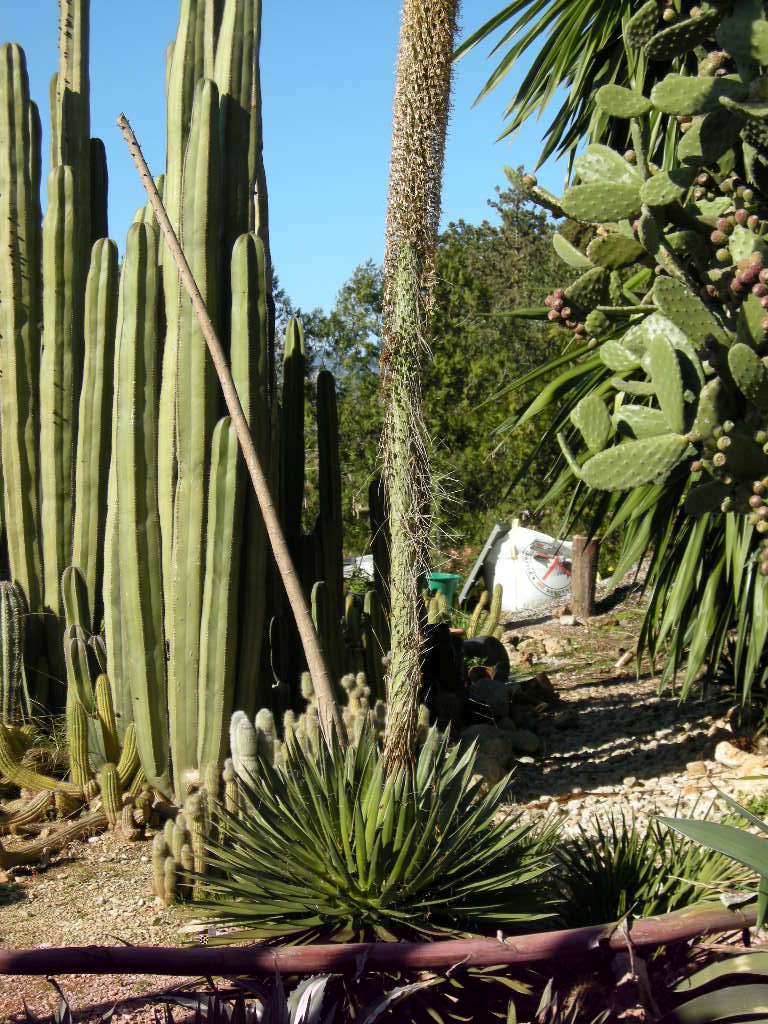 A. filifera en flor