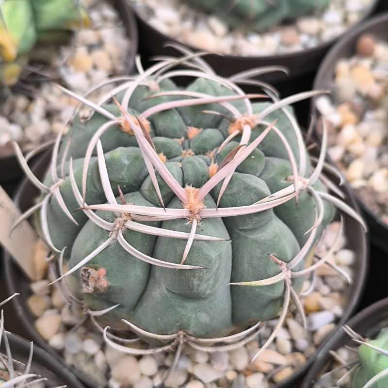 Gymnocalycium pflanzii v albipulpa