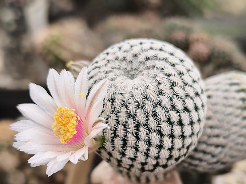 Mammillaria pectinifera
