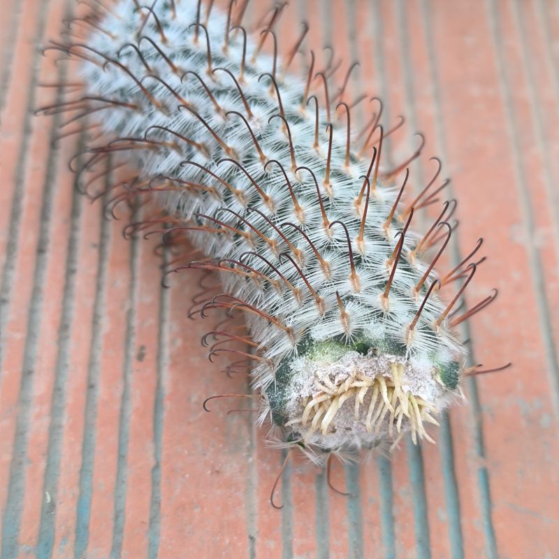 Mammillaria perezdelarosae