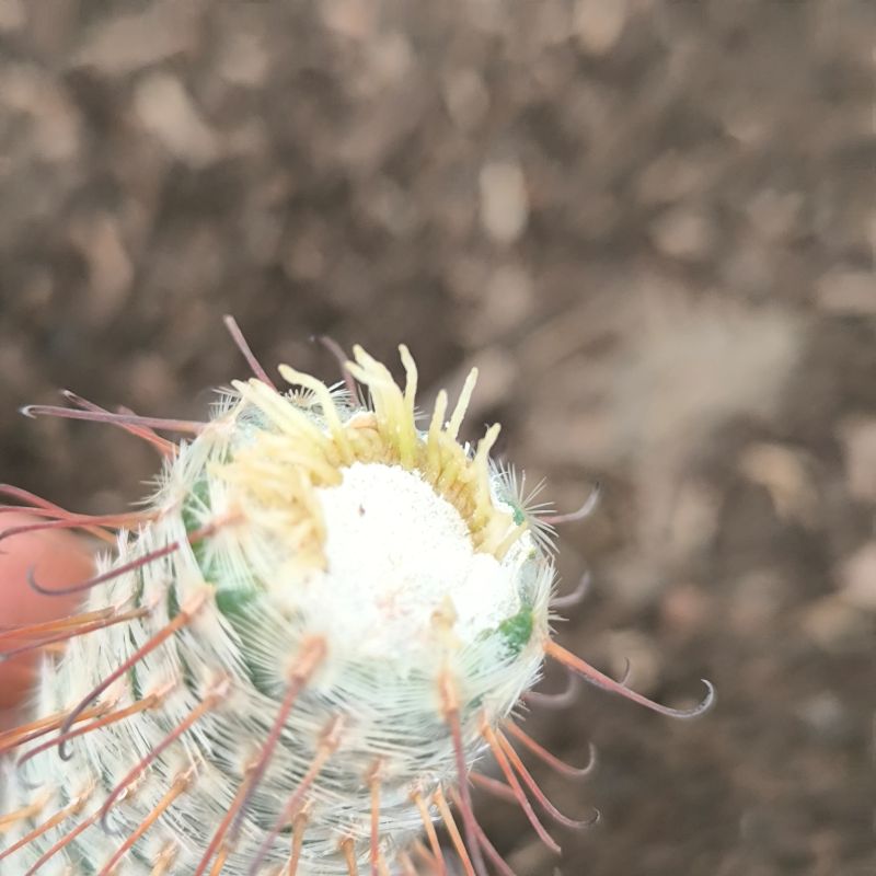 Mammillaria perezdelarosae