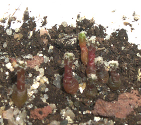 peleciphorasweb2.jpg