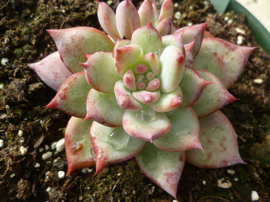 Echeveria colorata.JPG