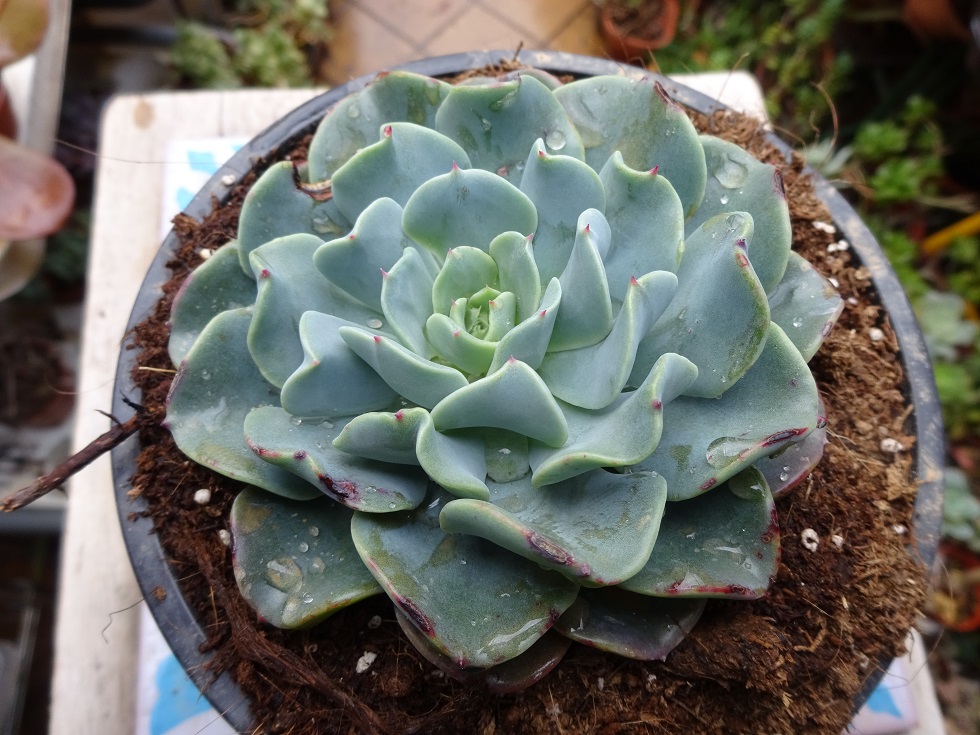Echeveria Swirl ( by Renee O'Connell).JPG