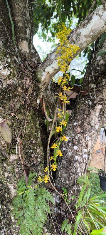 Oncidium sphacelatum