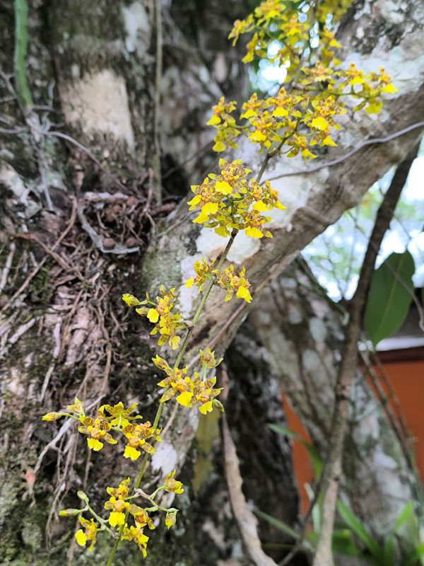 Oncidium sphacelatum