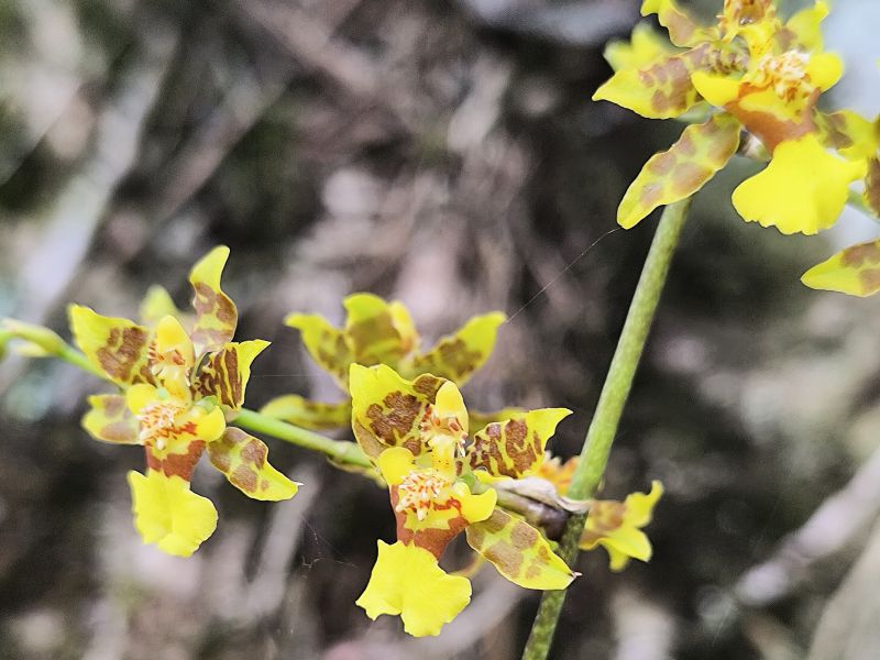 Oncidium sphacelatum