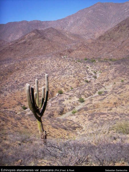 Echinopsis atacamensis var. pasacana (Phil.) H. Friedrich & G. D. Rowley - Molinos, Salta.jpg