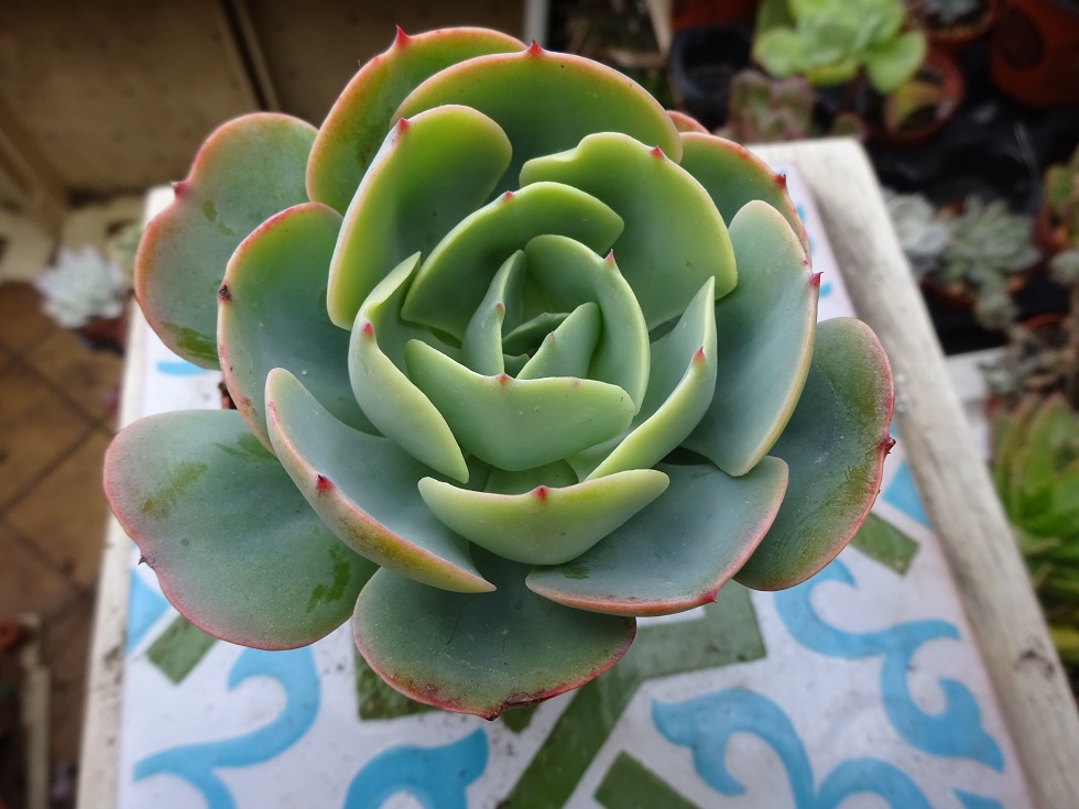 Echeveria Love's Light   ( by Renee O'Connell ).JPG
