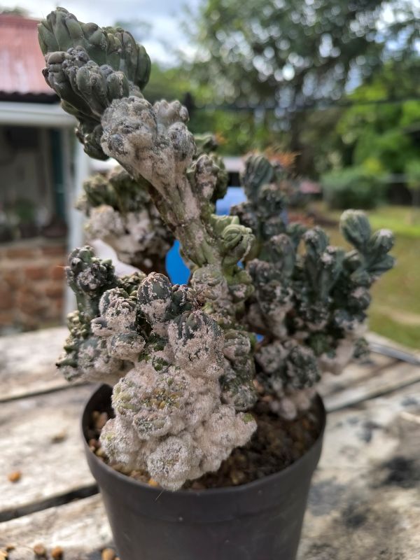 Diaspis echinocacti (caspilla)