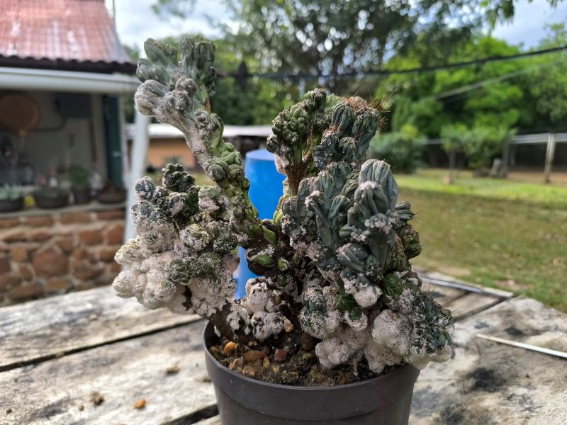 Diaspis echinocacti (caspilla)