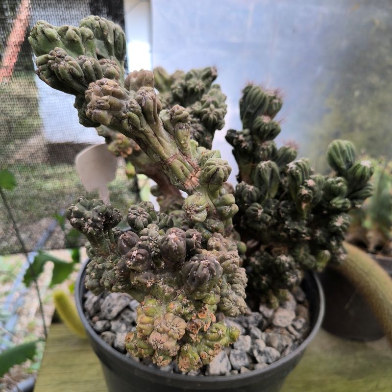 Cereus &quot;Blue Ming Thing&quot; (Cereus peruvianus monstruosus)