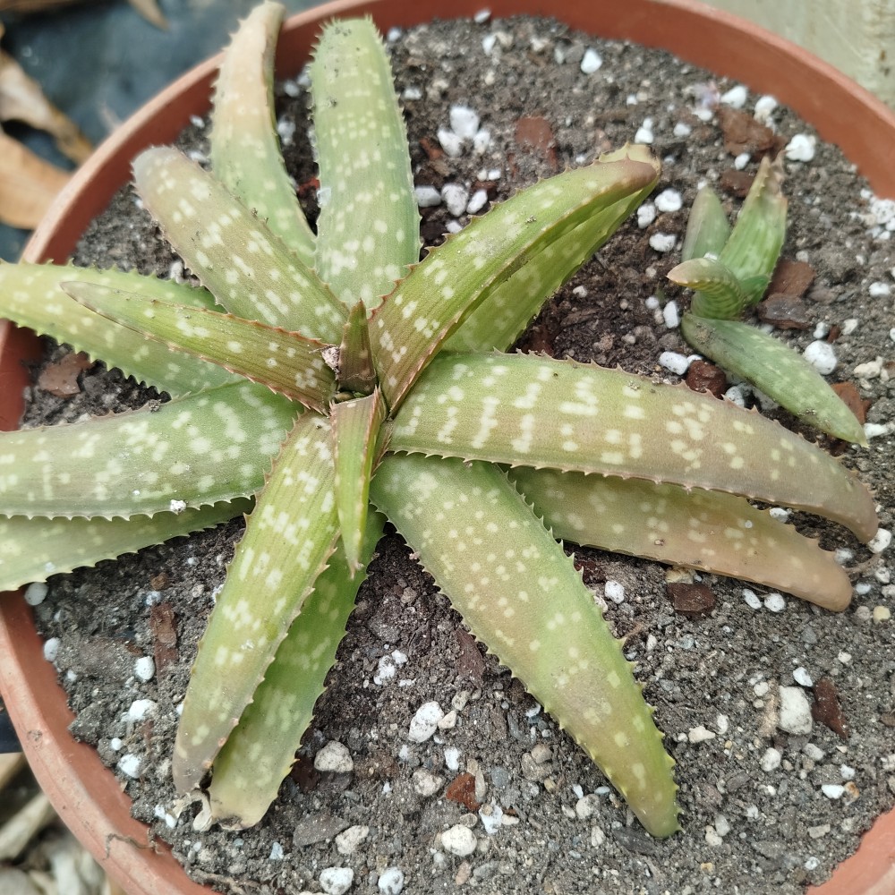 Aloe ellenbeckii