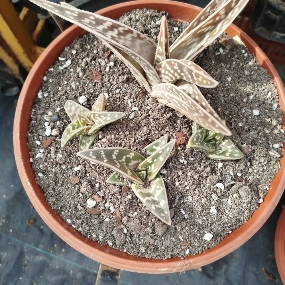 Aloe Variegata