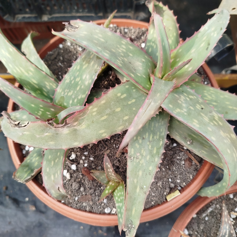 Aloe sinkanata