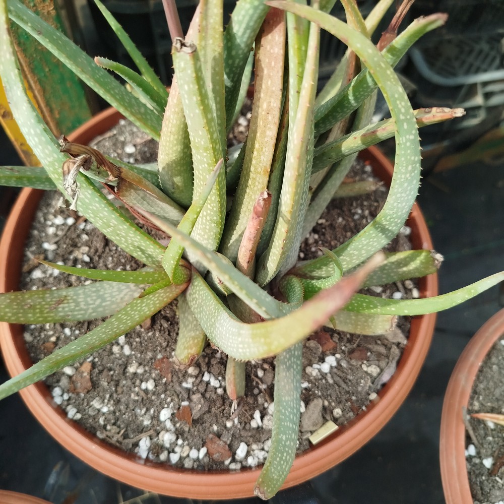 Aloe pictifolia