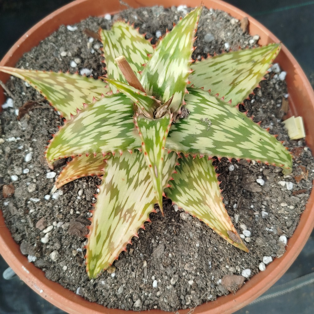 Aloe somaliensis