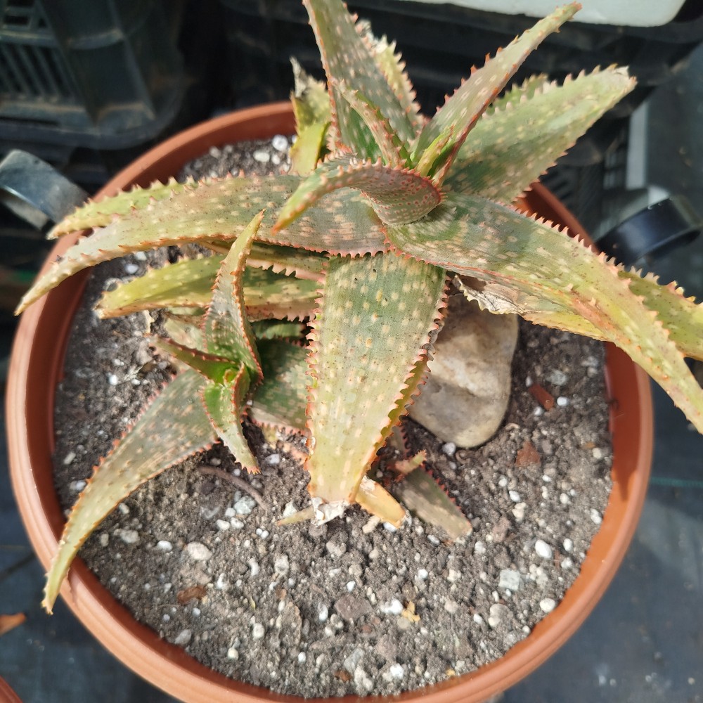 Aloe Fang