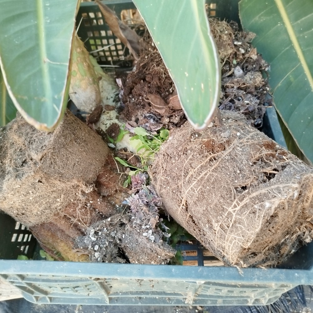 Macetas repetidas con demasiada cochinilla para luchar con ella