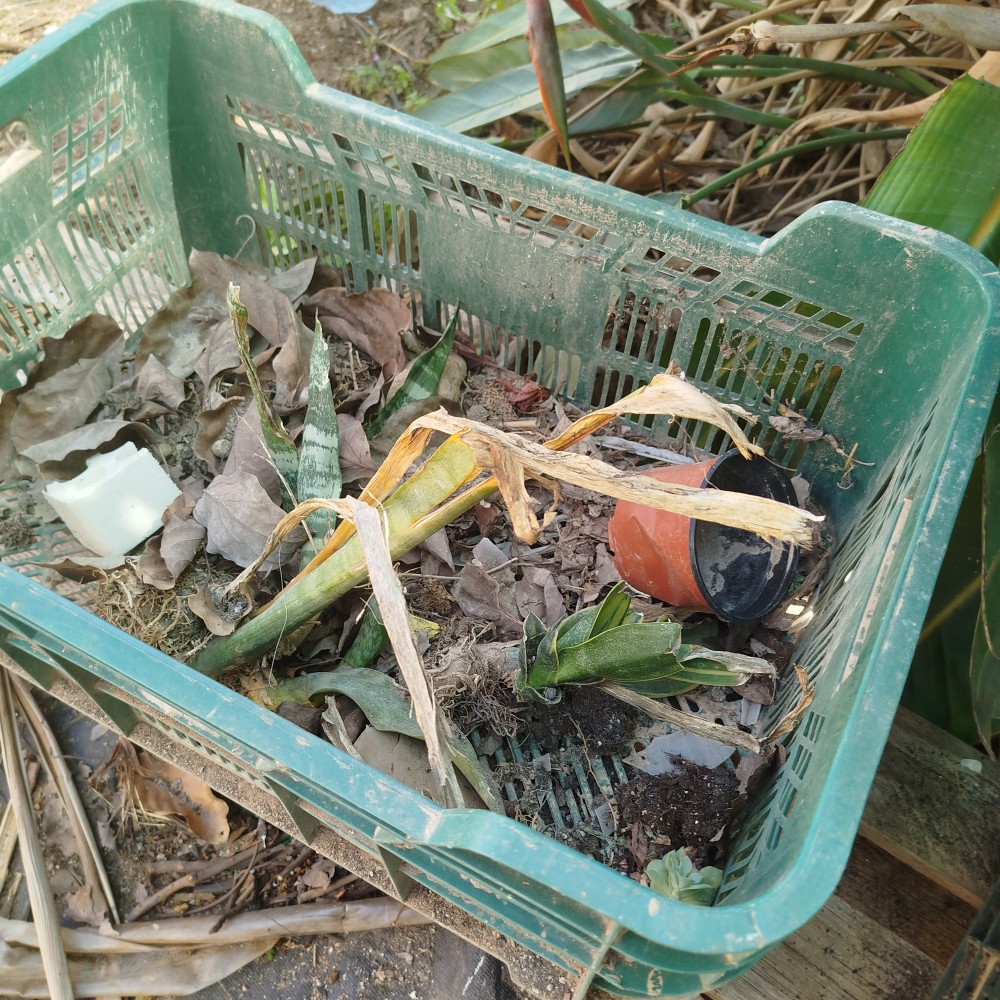 IMG_20250407_124404.jpg (3.61 MiB) Visto 16343 veces Restos de podas y desperdicios varios