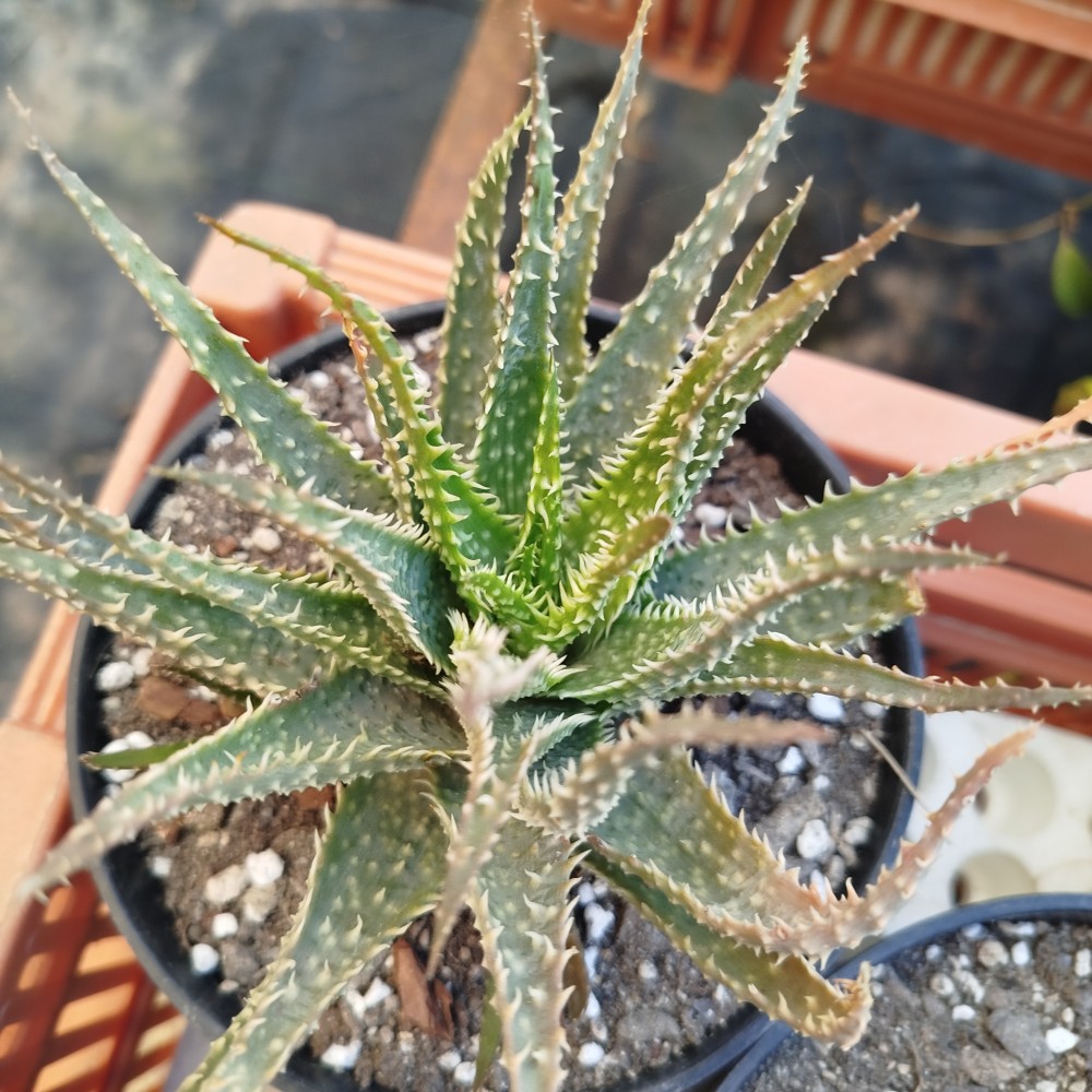 Aloe humilis