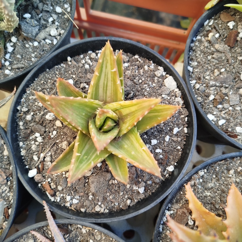 Aloe nobilis variegado