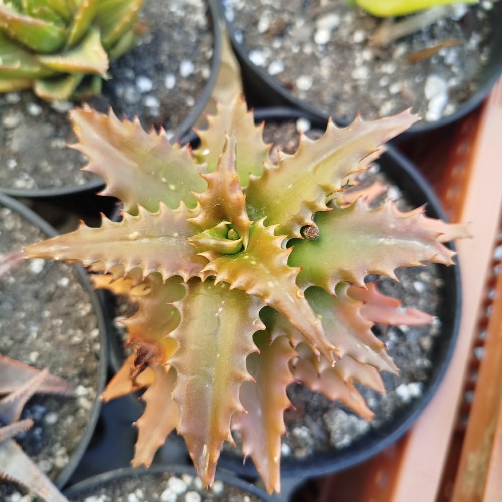 aloe congolensis