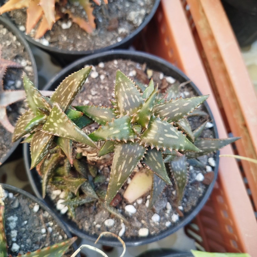 Aloe macloghinii