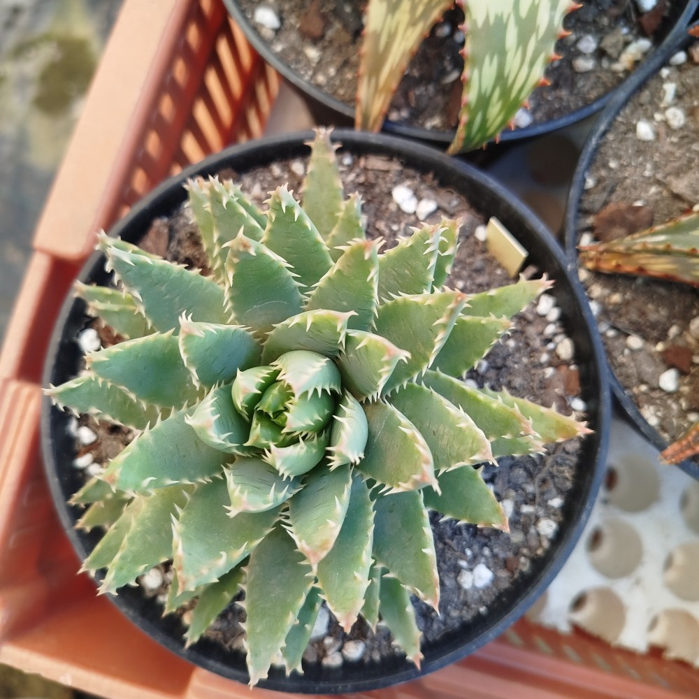 Aloe brevifolia x mitriformis