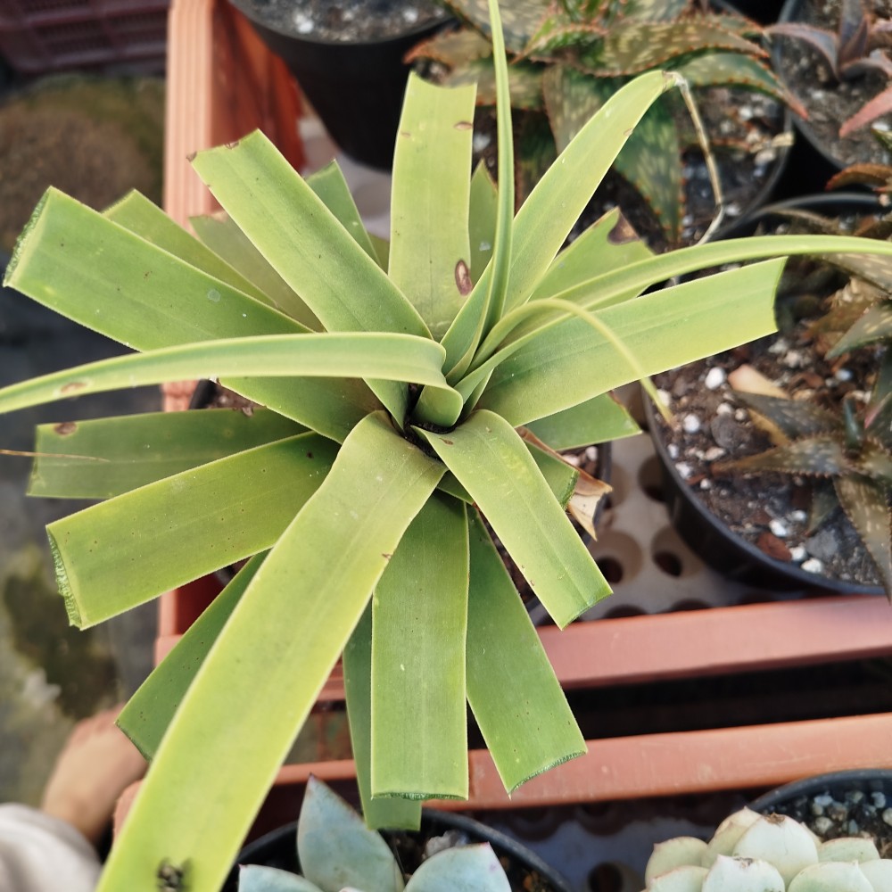 IMG_20250407_175120.jpg (2.21 MiB) Visto 16343 veces No recuerdo el nombre