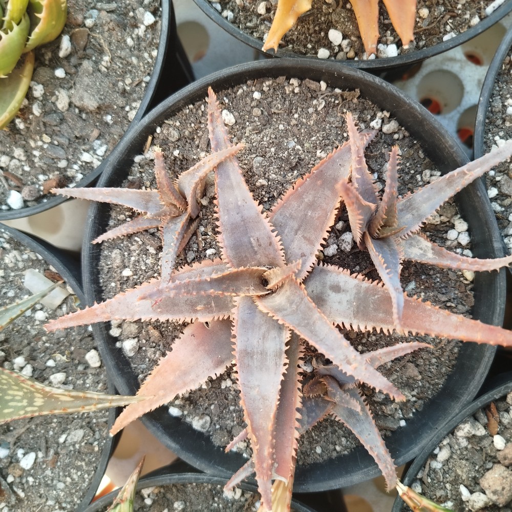 Aloe Blue Fang