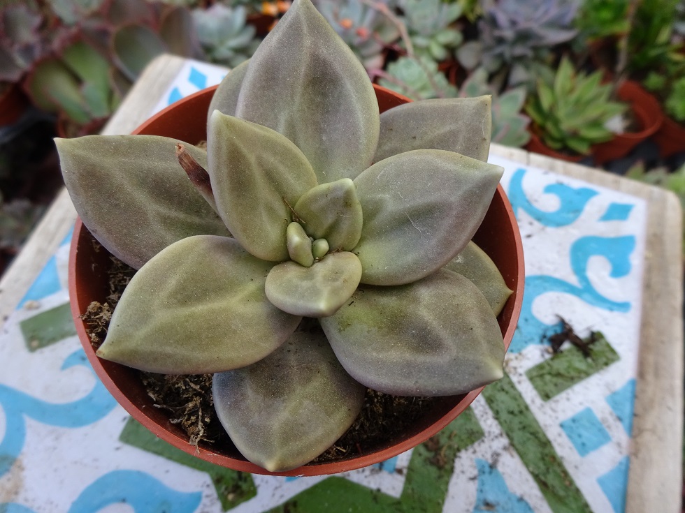 Echeveria  xichuensis.JPG