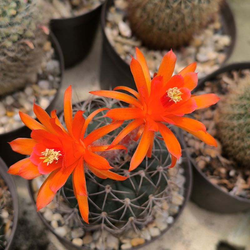 Matucana krahnii