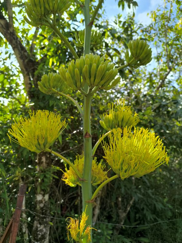 Agave angustifolia marginata