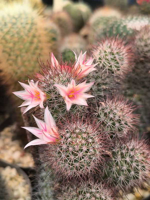 Mammillaria dioica
