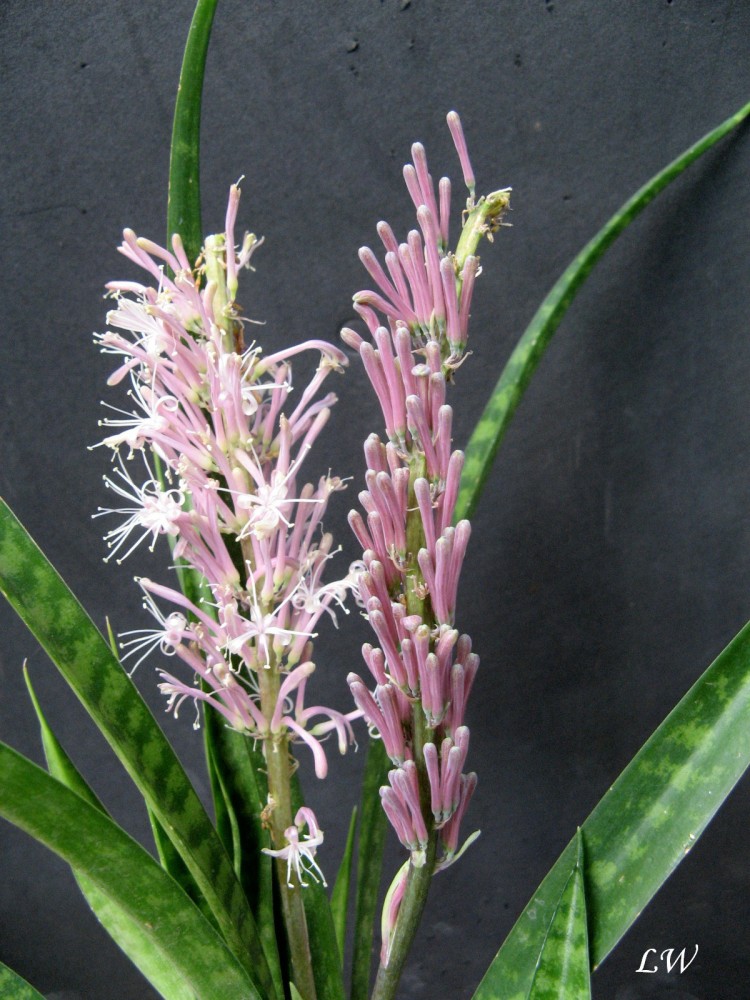 sanseveria dooneri (2).jpg