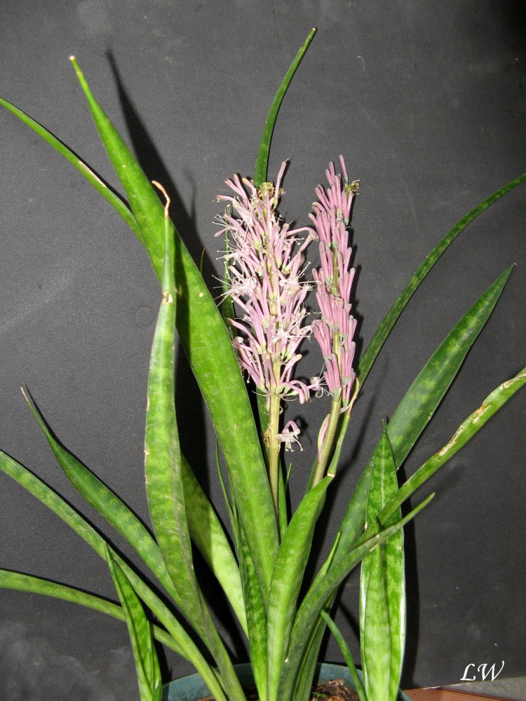 sanseveria dooneri (3).jpg