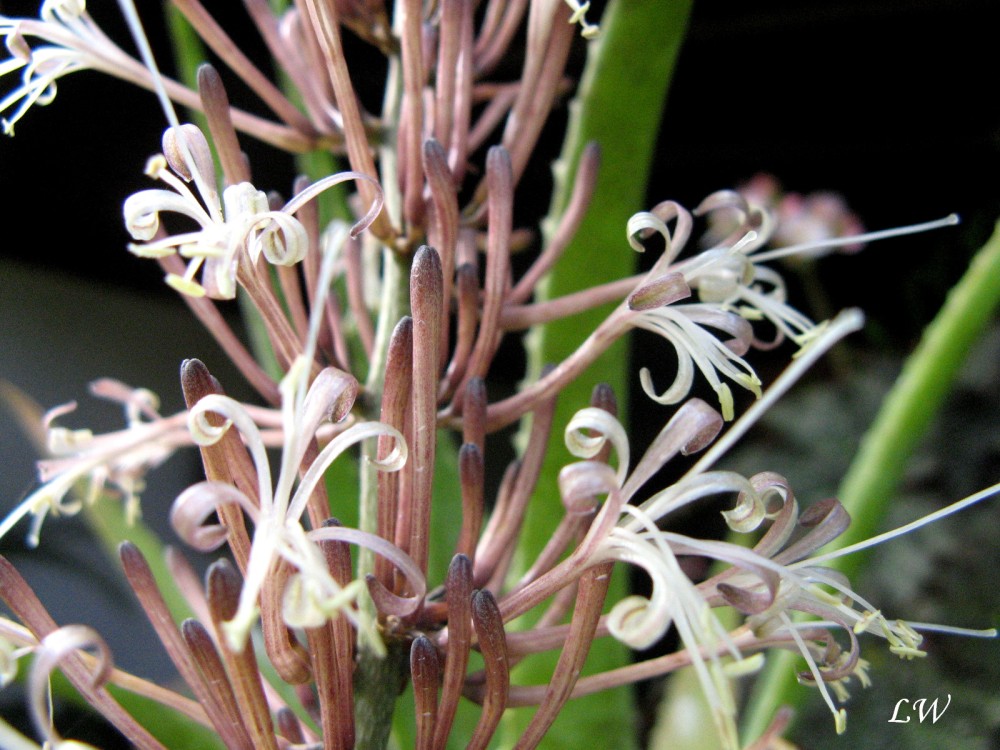 sanseveria dooneri.jpg