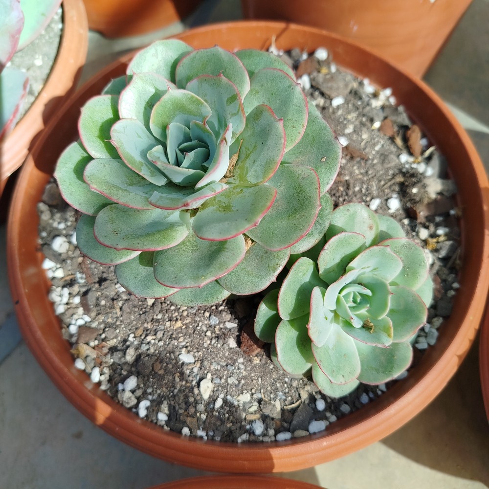 Creo que era una echeveria atlantis