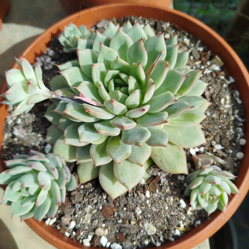 Echeveria tippy